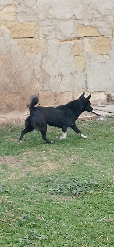 it dami satilir: 1 il, Dişi, Peyvəndli, Pulsuz çatdırılma — 5