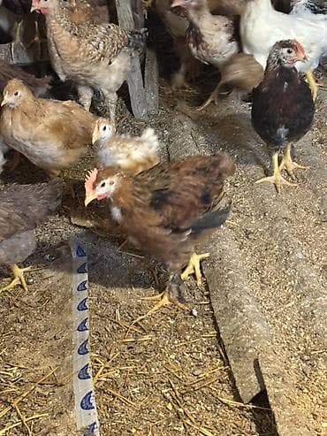 cücə satisi: Toyuq cücələri, Ətlik — 5