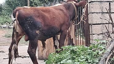 hind quşu cucesi: 10 aylıq çveç sortu erkək dana satılır — 3