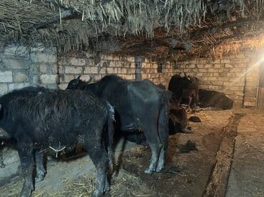 balaca dana: 150 170 arasi eti var. i — 4