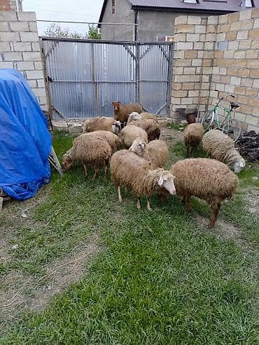 cuce ve xoruz temsili: 12 baş orta yaş qoyunlar satılır — 2