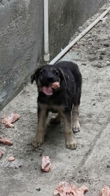 немецкие овчарки щенки купить: Немецкая овчарка, 1 месяц, Самец — 4