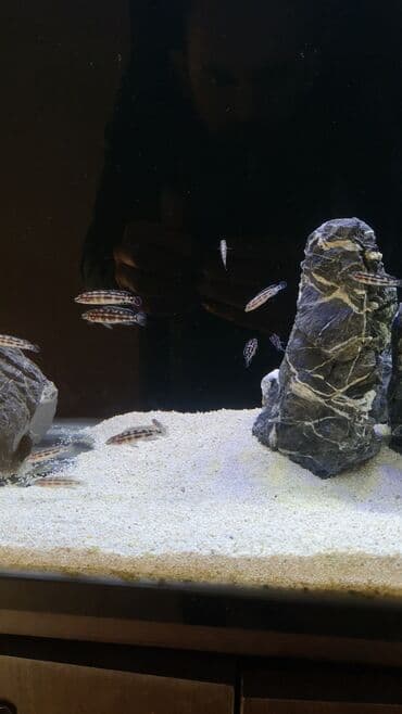 akvarium balıq növləri: Cixlid balığı, Yırtıcı, Ünvandan götürmə — 6