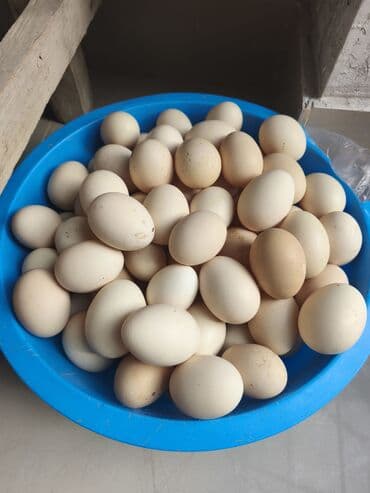 Kend yumurtasi teze mayali icersi sap sari unvan buzova 0.40 qepiy