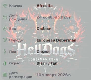 doberman it: Doberman, 1 ay, Dişi, Sənədli, Ünvandan götürmə — 8