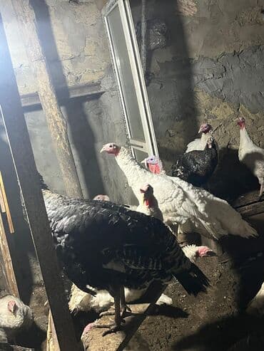 Digər kənd təsərrüfatı heyvanları: Dişi, Amerika, Ətlik, Ünvandan götürmə — 2