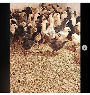 cins toyuq: Toyuq cücələri, Ətlik — 2