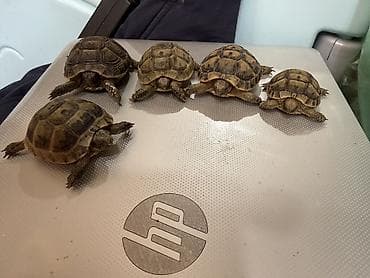 tısbağa balası: Quru tısbağa balaları – evdə saxlanmağa uyğun — 10