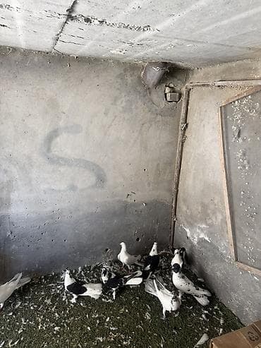 göyərçinlər: Quwlar satilir heresinin oz qiymeti var,hamisi hundur uzun enli — 5