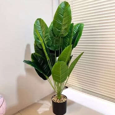 dekarativ guller: 🌸 İstədiyiniz dibçəyi, istədiyiniz ölçüdə yığırıq! 🏡 Evlər, ofislər — 15