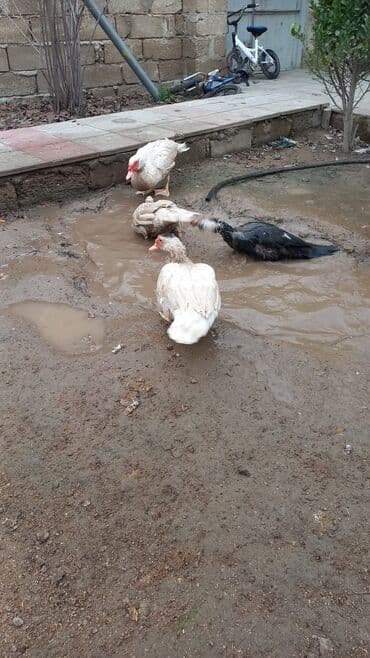 Muşkovi ördəklər (indoutka) – müxtəlif rənglərdə Məhsul təsviri: - lalafo.az -da — 5 Muşkovi ördəklər (indoutka) – müxtəlif rənglərdə Məhsul təsviri: - — 5