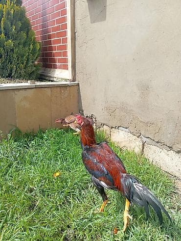 брама гигант: Salam. Güclü cinsi heyvan satiram. Meydanliqdir. Ətraflı məlumat üçün — 6