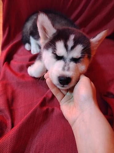 xaski alıram: Xaski, 2 ay, Erkek, Ödənişli çatdırılma — 9
