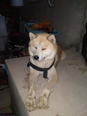 Akita inu erkək 8aylıq - Cins: Şiba Inu tipli (orta ölçülü, qalın lalafo.az -da Akita inu erkək 8aylıq - Cins: Şiba Inu tipli (orta ölçülü, qalın