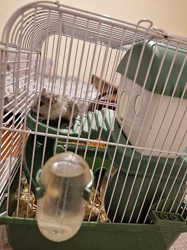 xamyak: 2 dene Xamyak(dağ siçanı) satılır qefes ilə birlikdə! — 1