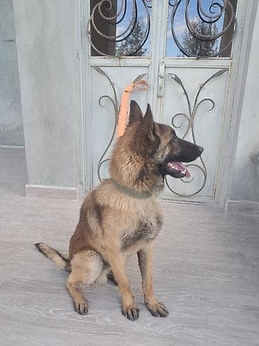 itlərin sekisi: Belçika çoban iti, 1 il, Erkek, Peyvəndli, Ünvandan götürmə — 1