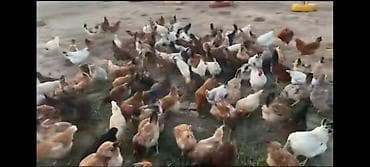 yırtıcı quş: Kend colpasi təmiz heyət şəraitində bəslənir. Hazirlanir — 3
