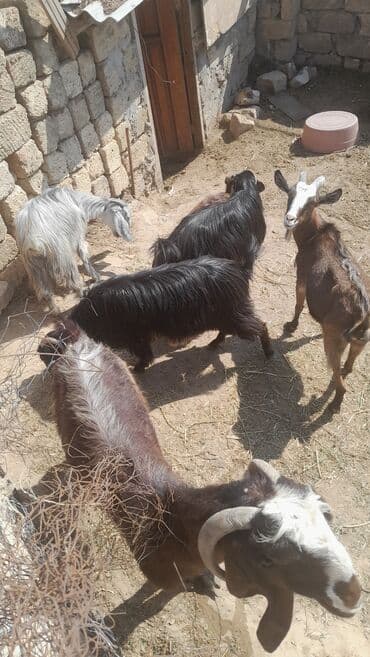 çəpiş satışı: Məhsul: Keçilər (surə) Təsvir: - Şəkillərdə müxtəlif rəng və tipdə — 2