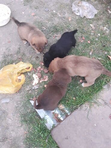 Məhsul: Zvanok balaları - Sevimli zvanok balaları şəkillərdədir — 10