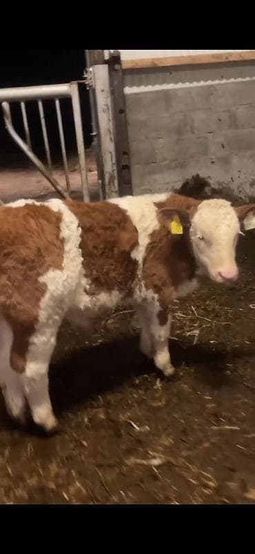Телята: Simmental tipli buzağı - Cins: Simmental tipli, qırmızı-ağ rəngli - — 5
