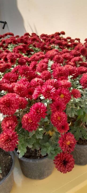 gül şəkilləri profil üçün: Xrizantema multiflora Bir iliy Ancaq tünd qırmızı rəngi Qiyməti 1,5 — 1