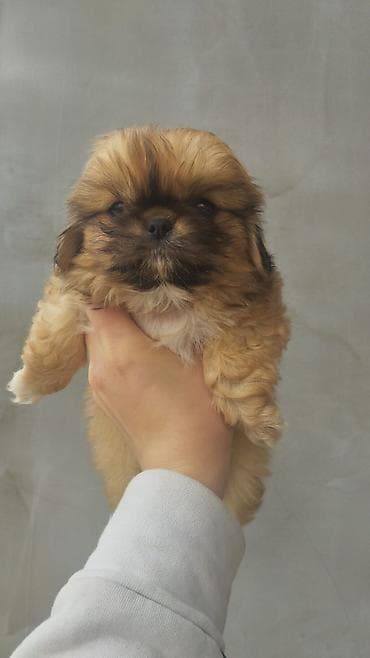 papuqay type 1: Pekines, 2 ay, Dişi, Ünvandan götürmə — 5