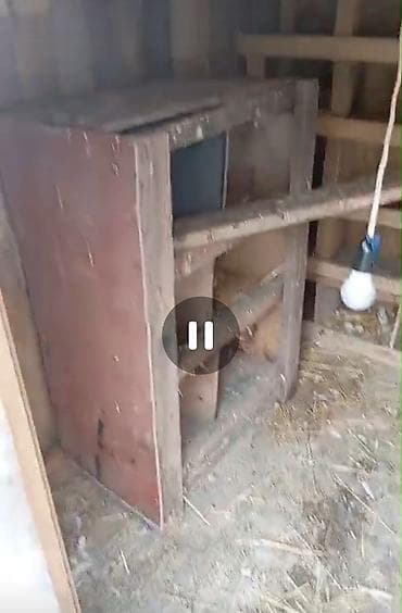 karlik dovsan satisi: Taxta goyərcin hinı 70 yaxin goyərcin yerləsir - Material: qalın — 7