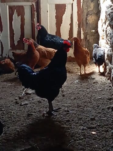 Inəklər, öküzlər: Toyuq, Australorp, Damazlıq, Ünvandan götürmə — 5