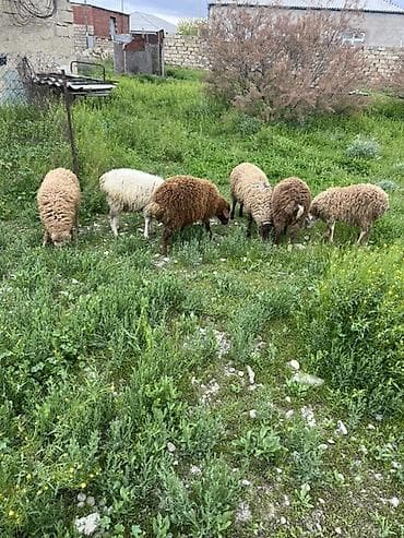 qoyun boğaz: 6 dənə quzu satılır 4 erkəy 2 si disi — 2