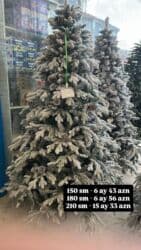 limon yolkasi: Yeni il yolkası 🎄 Bayram əhvalını evinə gətir! 💚 ✔️ Keyfiyyətli və sıx — 1