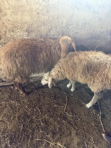 pomeryan şpits: Erkək quzulardı 2 sidə kökdülər çəkiylədə verə bilərəm ayaq ustudə — 4