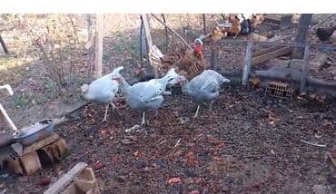 yerli qaz: Hinduşka yumurtaları Satılır.Gümüşü/boz rəngli dişi hinduşkalar və — 4