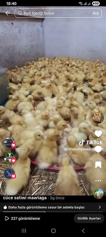 lal ördek: Mawtaga ərazisində satılıq ördək balaları - Cins: erkək - Təyinat — 4