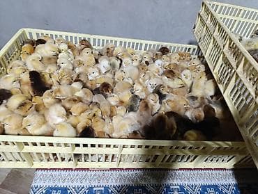 desmallar instagram: Cücələr — 2