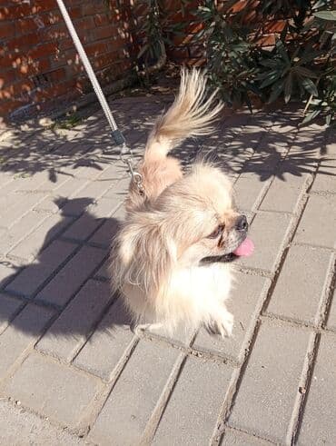 afcarka bala: Pekines, 1 il, Erkek — 4