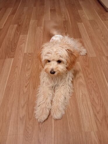 немецкая овчарка цена в баку: Malta bolonka, 4 ay, Erkek, Peyvəndli, Ünvandan götürmə — 6