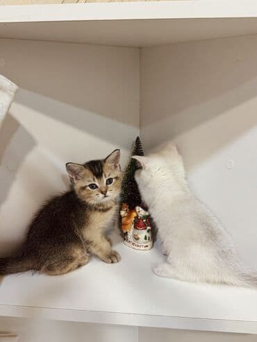 ev heyvanları adları: Şinşilla, Erkək, Dişi, Yaxşı əllərə, Ünvandan götürmə — 4