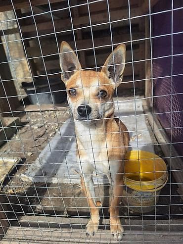 itlərin sekisi: Çixuahua, 2 ay, Erkek, Peyvəndli, Ünvandan götürmə — 5