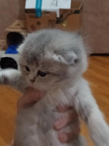 pişik cutleşdirme: Şotland yastı qulaq — 5