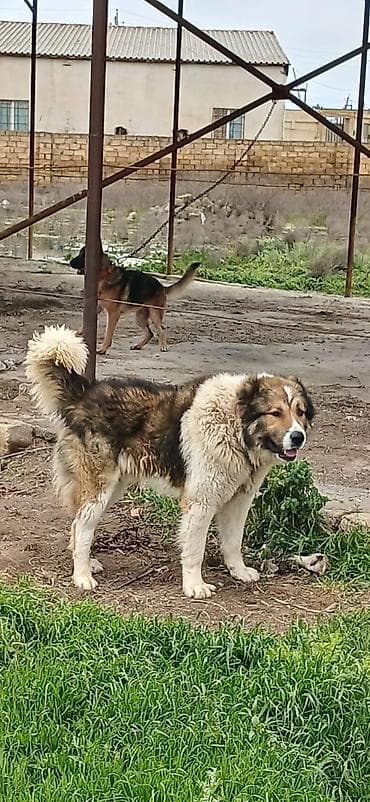 coban itləri: Qafqaz çoban iti, 1 il, Erkek — 2