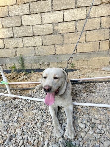 itler piknes: Labrador-retriver, 3 il, Erkek, Sənədli, Ünvandan götürmə — 10