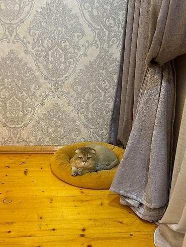 heyvan bazari: Qızıl şinşilla, Erkək, Cütləşmə üçün — 9