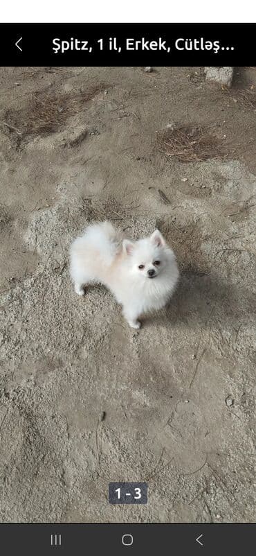 Şpitz, 10 ay, Erkek