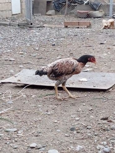 купить хомяка в баку: Salam saglam cavan feredir barter ederem baxir teklife — 2