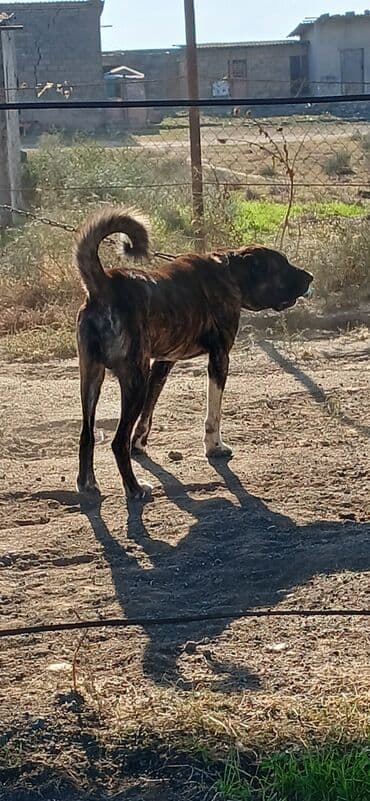 yuxuda ördək balası görmək: Qurdbasar, 3 il, Erkek, Peyvəndli, Ödənişli çatdırılma — 8