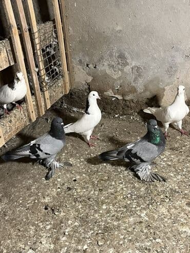 Gəmiricilər: Rasiya sortu iri lelkliler yerden qalxib ayaq vurnlardandi — 1