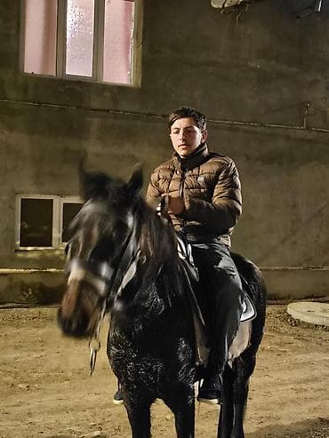 heyvan qaz: Bogazdi 4 yasi var yorqasi 20 25 30 du caparaqi 40 45 di oynaq maydan — 2