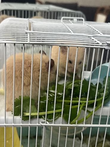 heyvanlar ucun mallar: Hamsterlər üçün qəfəs və aksesuar dəsti - Rəng: açıq mavi altlıq, ağ — 2