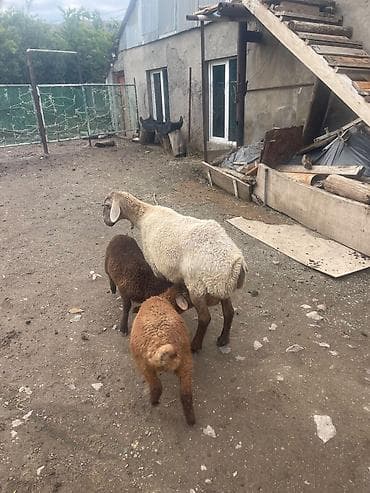 Рогатый скот: Qoyun ekiz balalari ile satılır her il 2 ve 3 bala verir temiz — 1