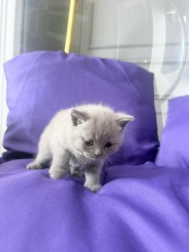 kangal balası: Britan — 8